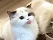 Decoding Signals: Chinese Company To Translate Animal Sounds Using AI