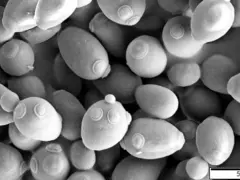 The Hitchhiking DNA: IIT Bombay Study Finds How A Circular DNA Tricks The Yeast For Survival
